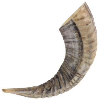 Natural Ram Horn